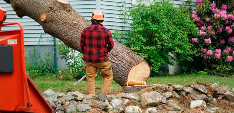 Tree Removal Services