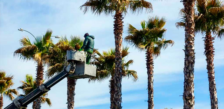 Tree Trimming Services